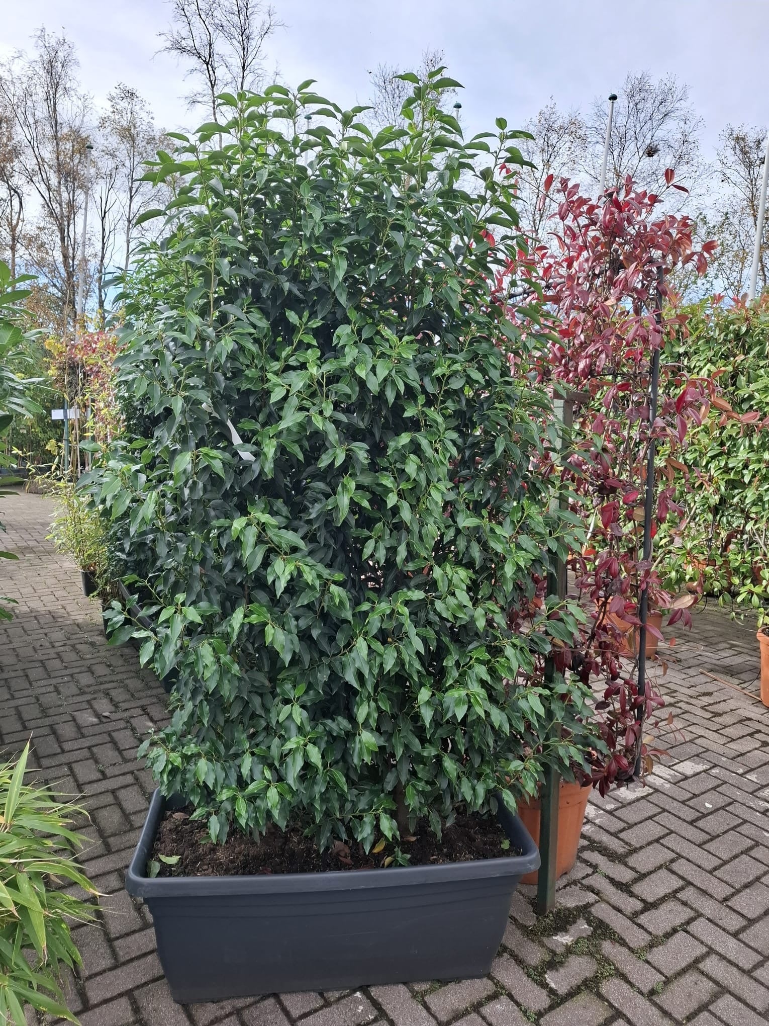 Prunus laurocerasus Rotundifolia Trough | Cherry Laurel (110 Litre Trough 100 x 300cm) - Image 5