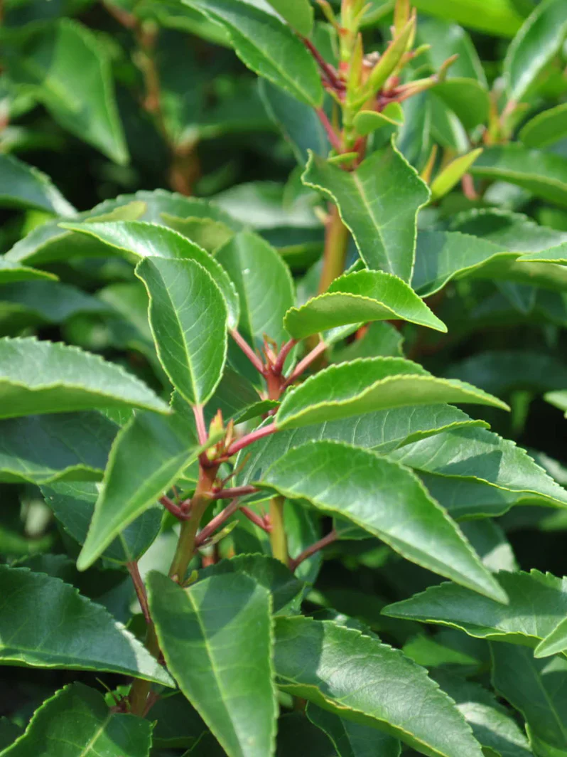 Prunus lusitanica 'Angustifolia' | Portuguese Laurel (2 Litre | 30-40cm) - Image 2