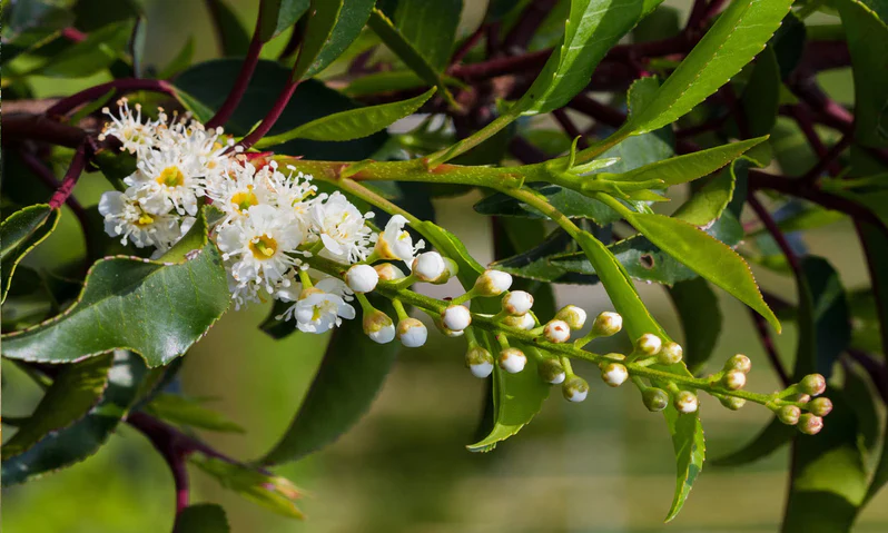 Prunus lusitanica 'Angustifolia' | Portuguese Laurel (2 Litre | 30-40cm) - Image 3