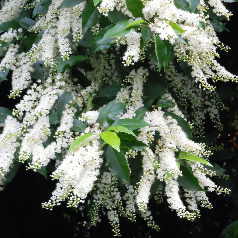 Prunus lusitanica 'Angustifolia' | Portuguese Laurel (2 Litre | 30-40cm) - Image 4