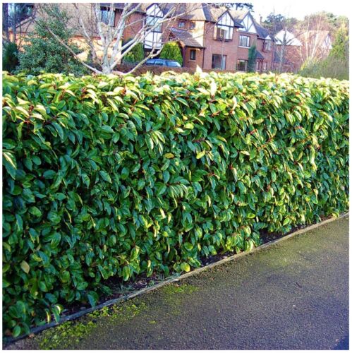 Prunus lusitanica 'Angustifolia' Trough | Portugese Laurel (110 Litre Trough 100 x 180cm) - Image 3