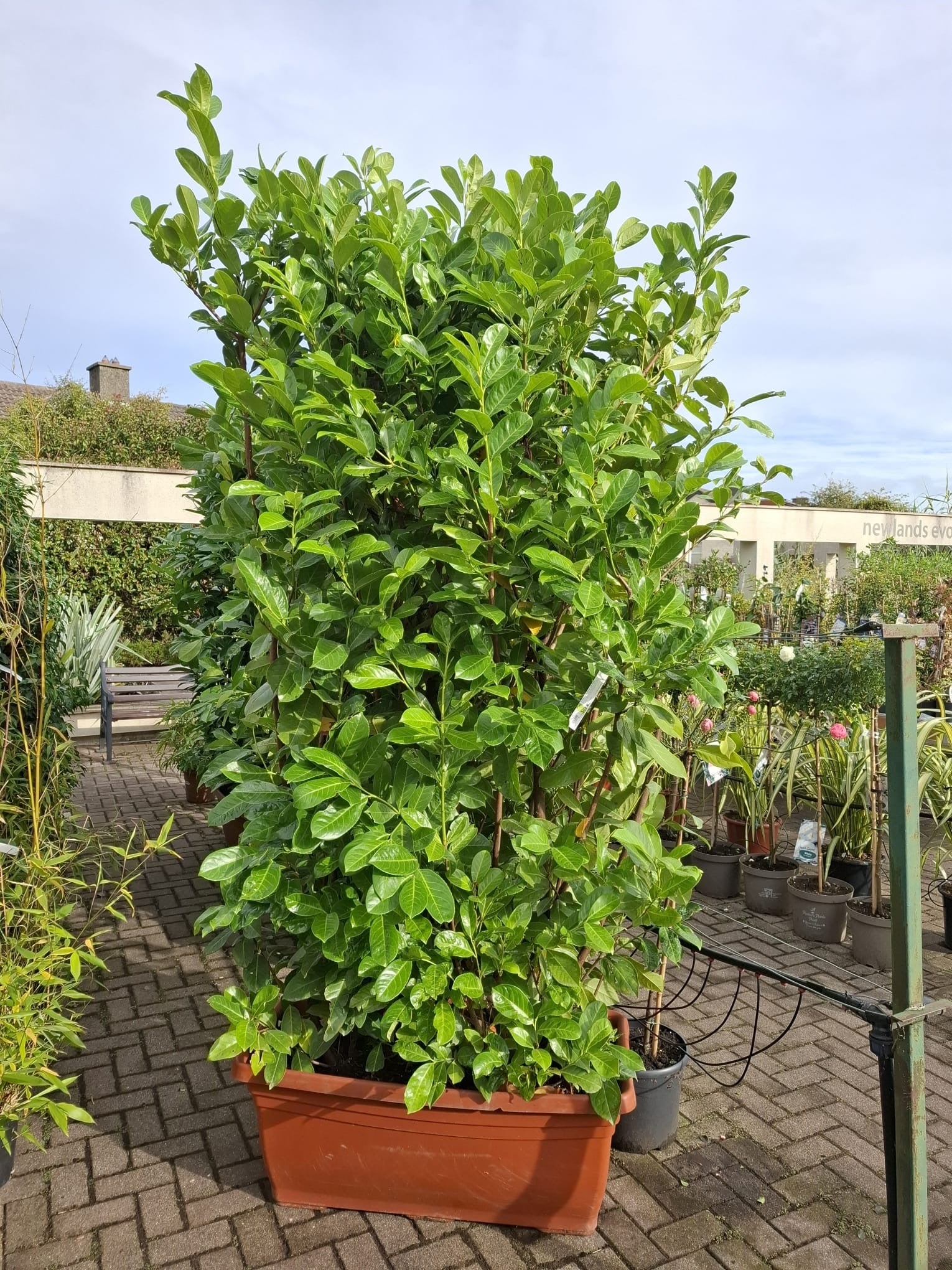 Prunus lusitanica 'Angustifolia' Trough | Portugese Laurel (110 Litre Trough 100 x 180cm) - Image 6