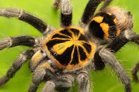 Pumpkin Patch Tarantula (Psalmopoeus sp. “Pumpkin Patch”) - Image 2