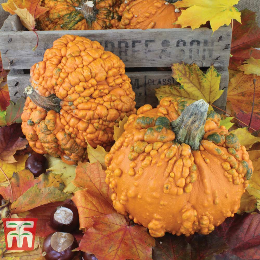 Pumpkin 'Zombie' F1 Hybrid - Image 2