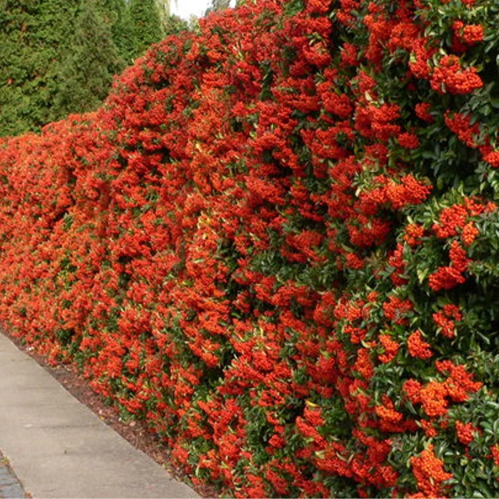 Pyracantha coccinea 'Red Column' - Image 2