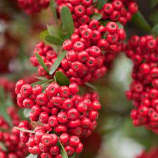 Pyracantha coccinea 'Red Column' - Image 3