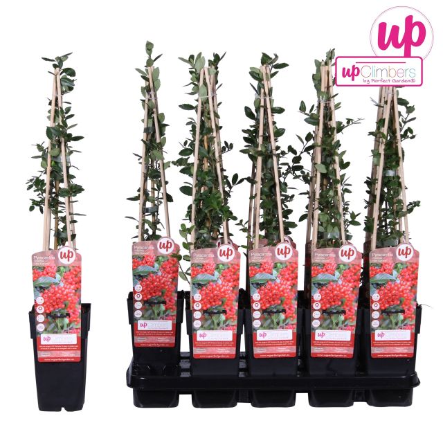 Pyracantha coccinea 'Red Column' - Image 4