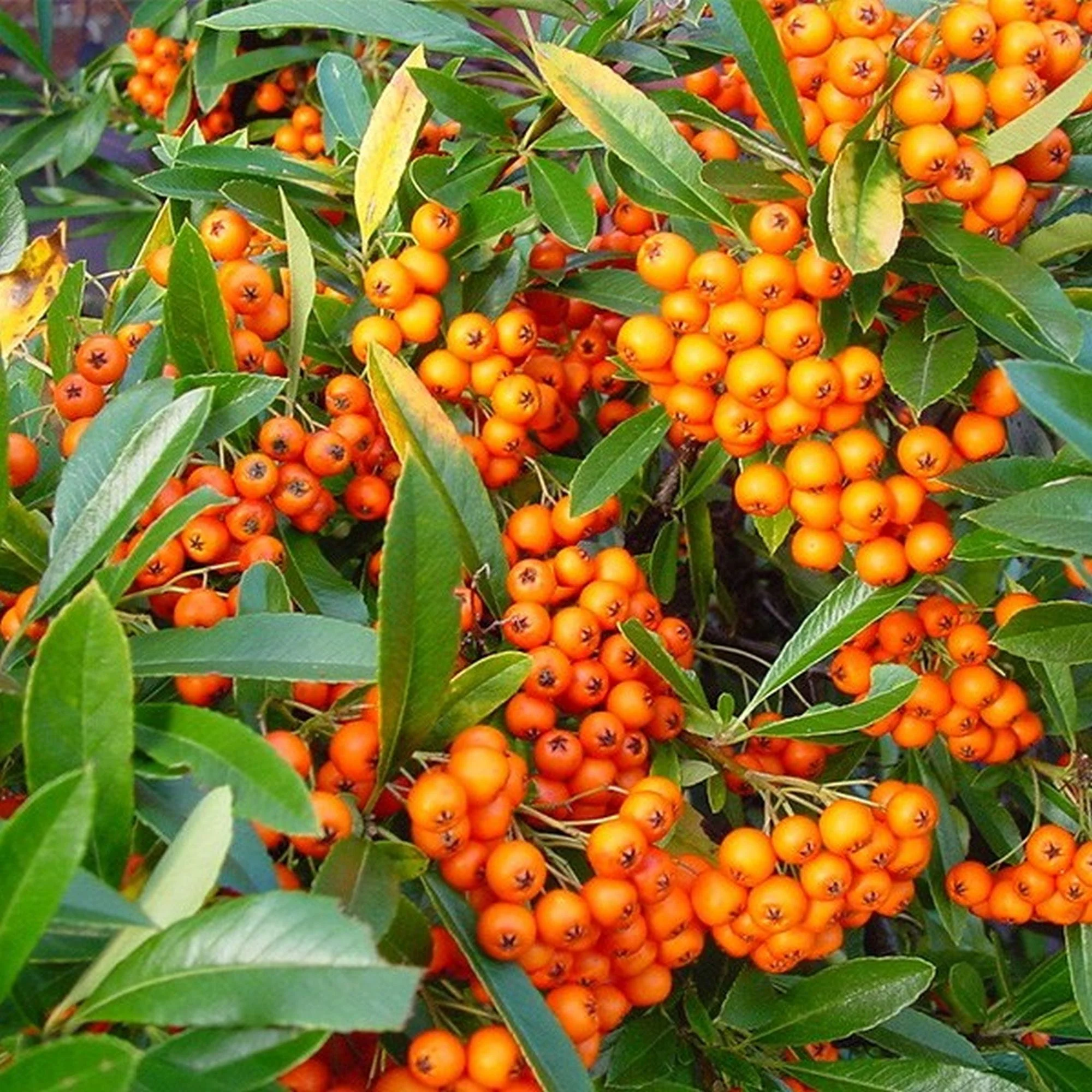 Pyracantha 'Orange Glow' - Image 3