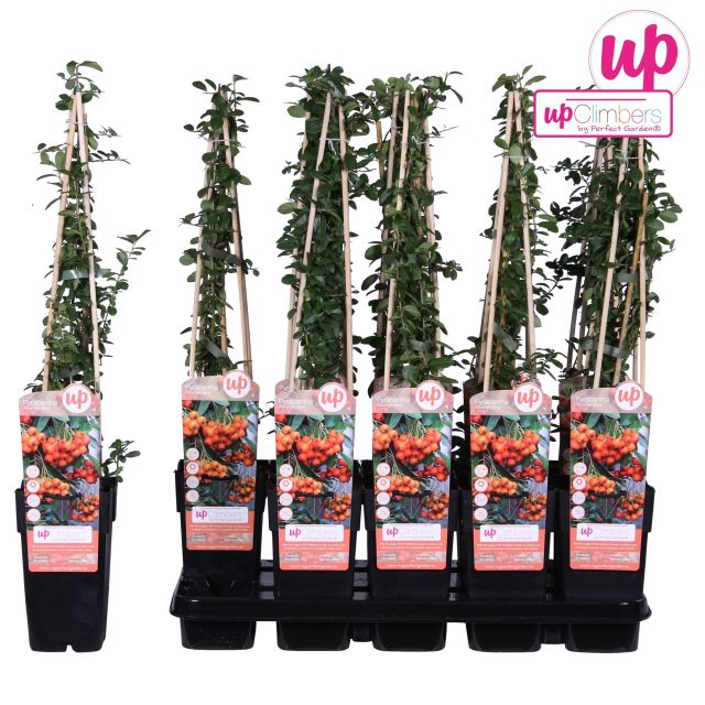 Pyracantha 'Orange Glow' - Image 4