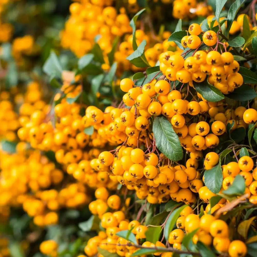 Pyracantha 'Soleil d'Or'