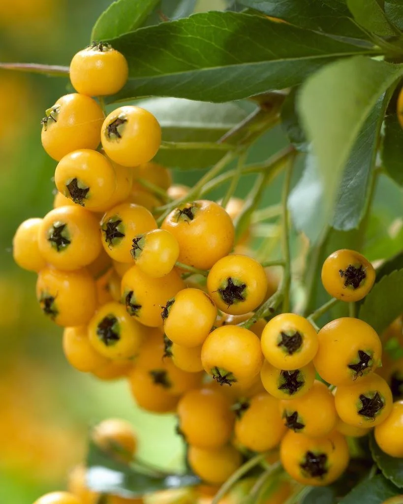 Pyracantha 'Soleil d'Or' - Image 2