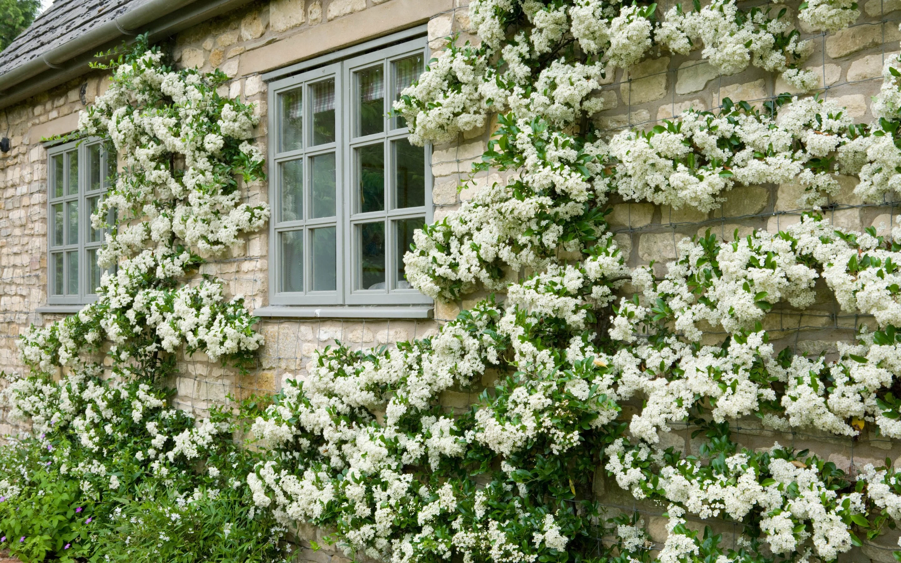 Pyracantha 'Soleil d'Or' - Image 3