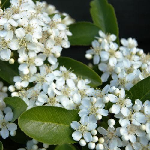 Pyracantha 'Soleil d'Or' - Image 4