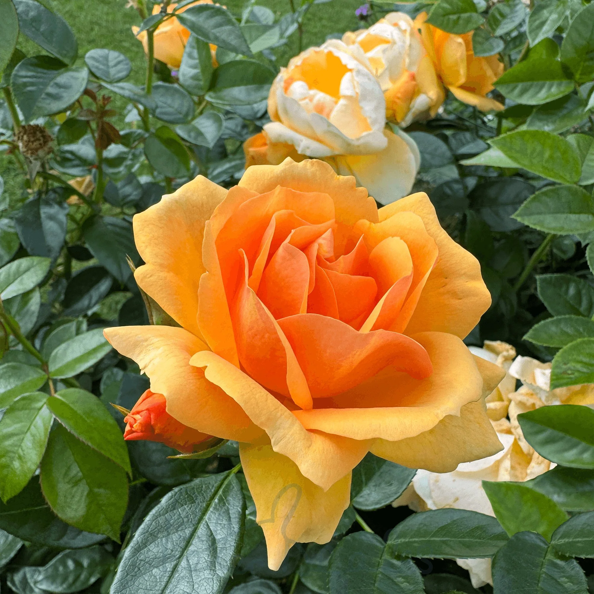 Queen Bee Floribunda Rose 3.5 Litre - Image 2