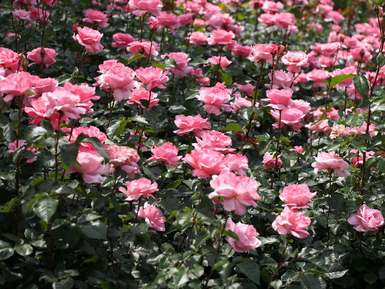 Queen Elizabeth Floribunda Rose 4.5 Litre - Image 2
