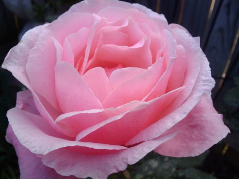 Queen Elizabeth Floribunda Rose 4.5 Litre - Image 3