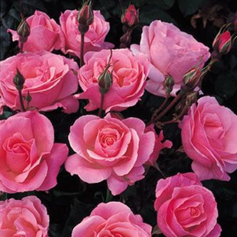 Queen Elizabeth Floribunda Rose 4.5 Litre - Image 4