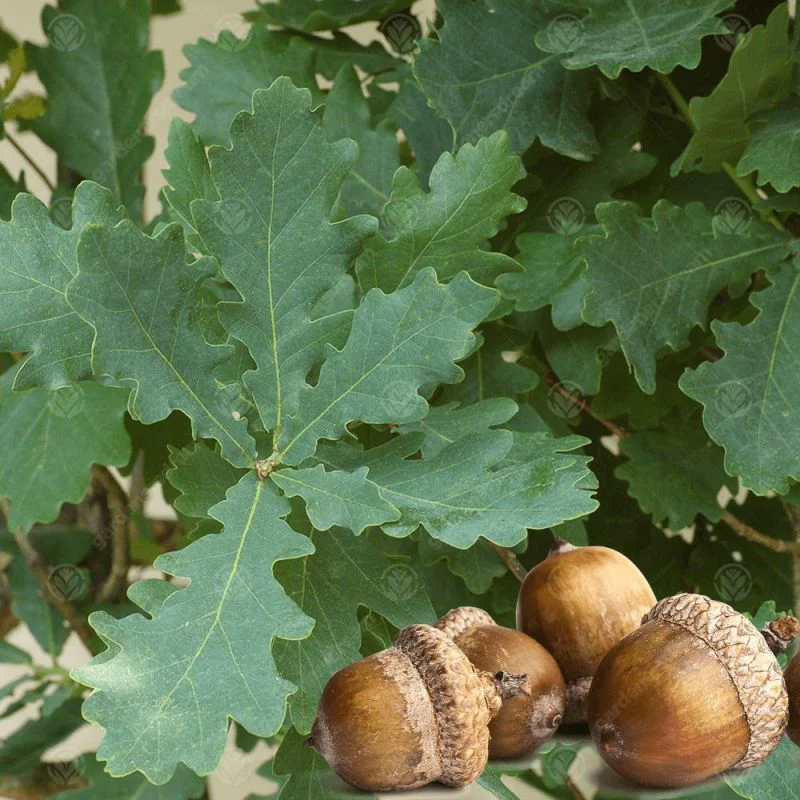 Quercus Robur - Common Oak