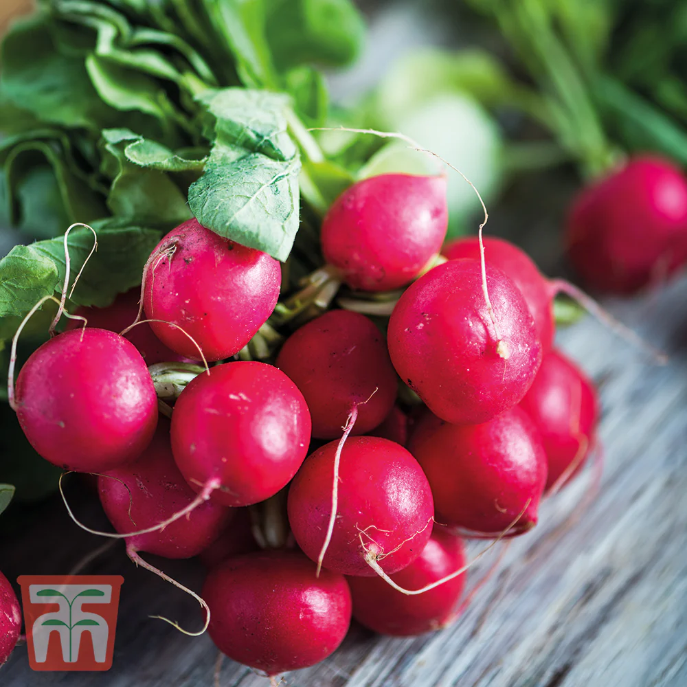 Radish 'Cherry Belle' - Image 2