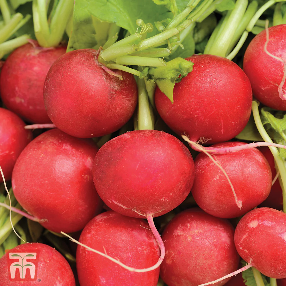 Radish 'Cherry Belle' - Image 3
