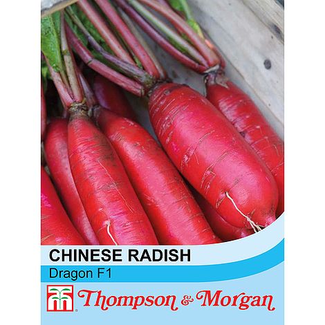 Radish Chinese Dragon Hybrid