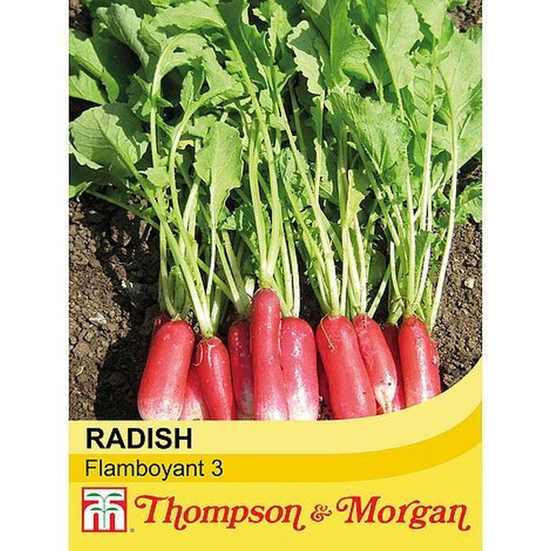 Radish Flamboyant 3