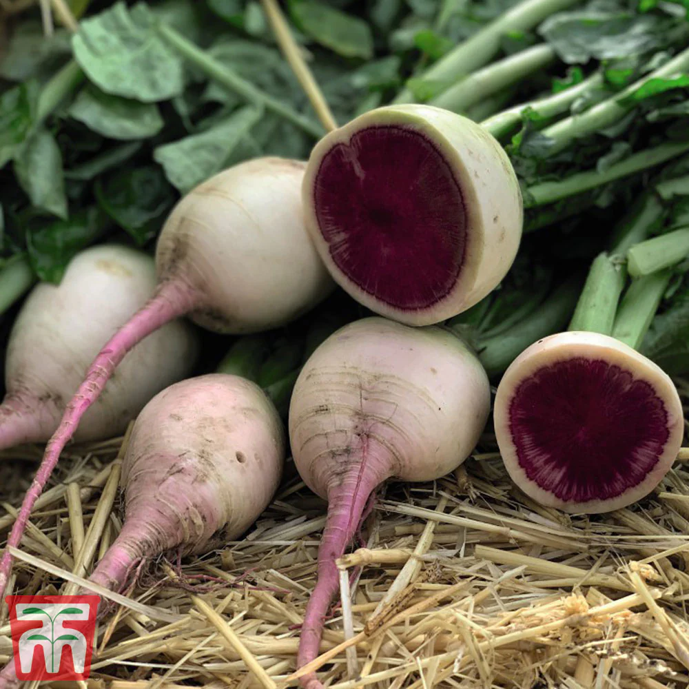 Daikon Radish 'Misato Rose Flesh' F1 Hybrid - Image 2