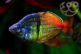 Rainbow Boesemani (M) - Image 2