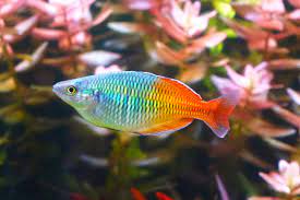 Rainbow Boesemani (M) - Image 3
