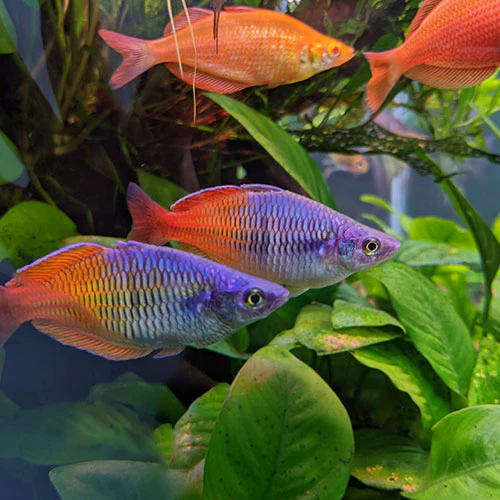 Rainbow Boesemani (M) - Image 4