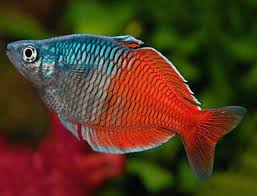 Boesemani Rainbow Red Medium - Image 2
