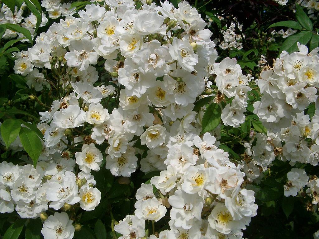 Rambling Rector | Climbing Rose (5 Litre) - Image 2