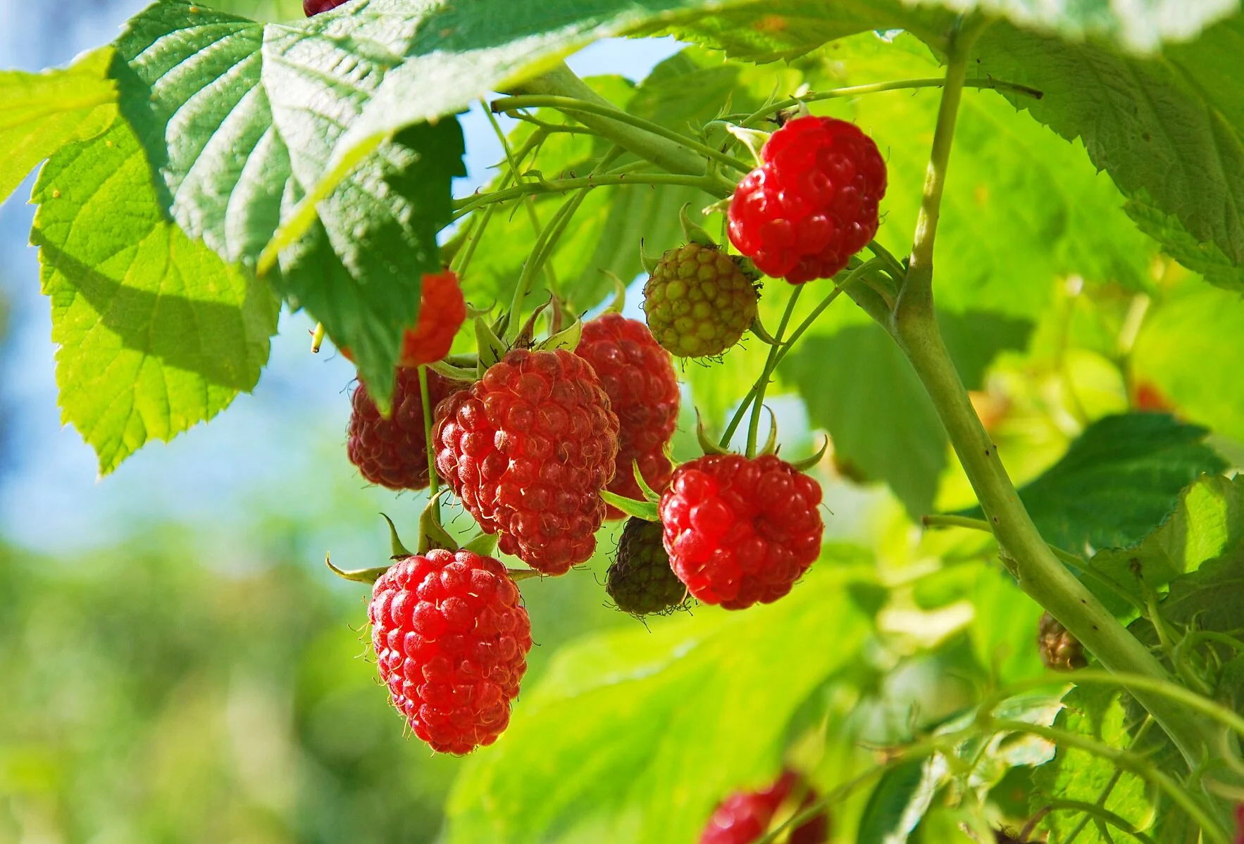 Raspberry 'Malling Promise' | Rubus idaeus 'Malling Promise' - Image 3