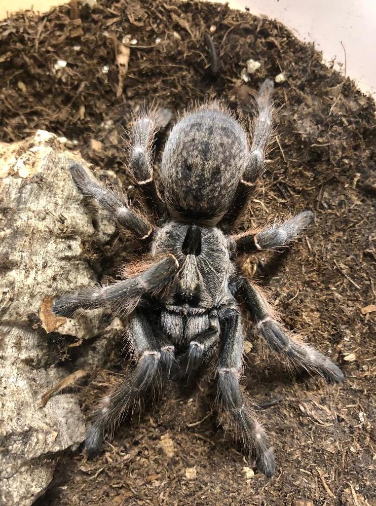 Rear Horned Baboon Tarantula (Ceratogyrus darlingi)
