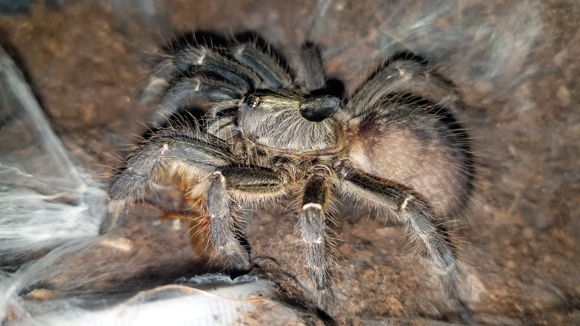 Rear Horned Baboon Tarantula (Ceratogyrus darlingi) - Image 2