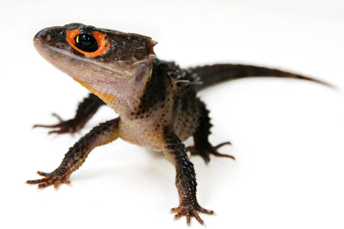 Red Eyed Crocodile Skink Pair