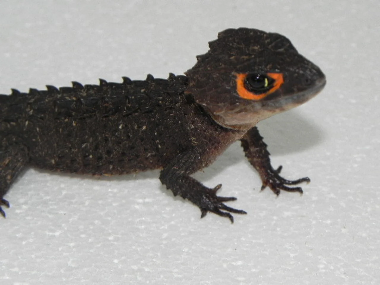 Red Eyed Crocodile Skink Pair - Image 2