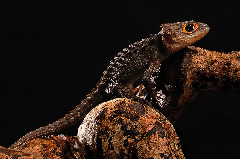 Red Eyed Crocodile Skink Pair - Image 3
