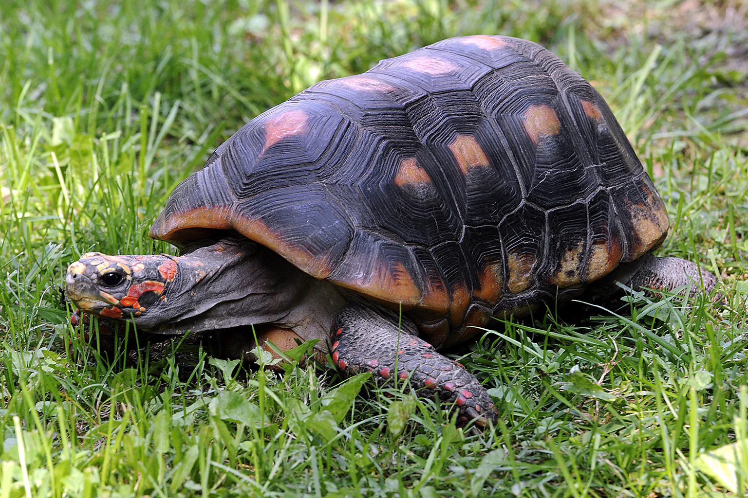Red-foot Tortoise - Image 2
