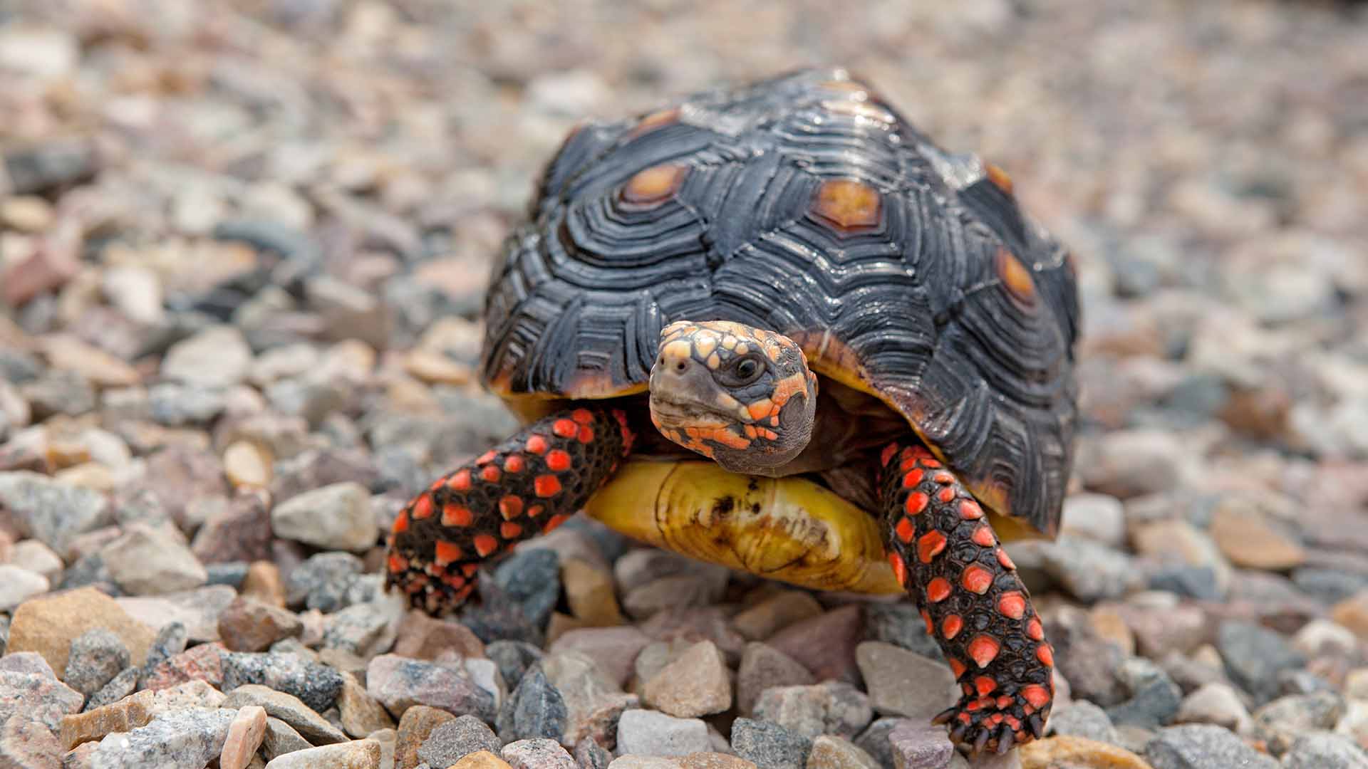 Red-foot Tortoise - Image 3