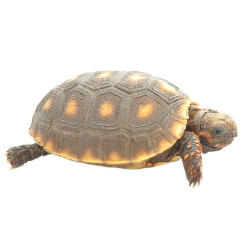 Red-foot Tortoise - Image 4