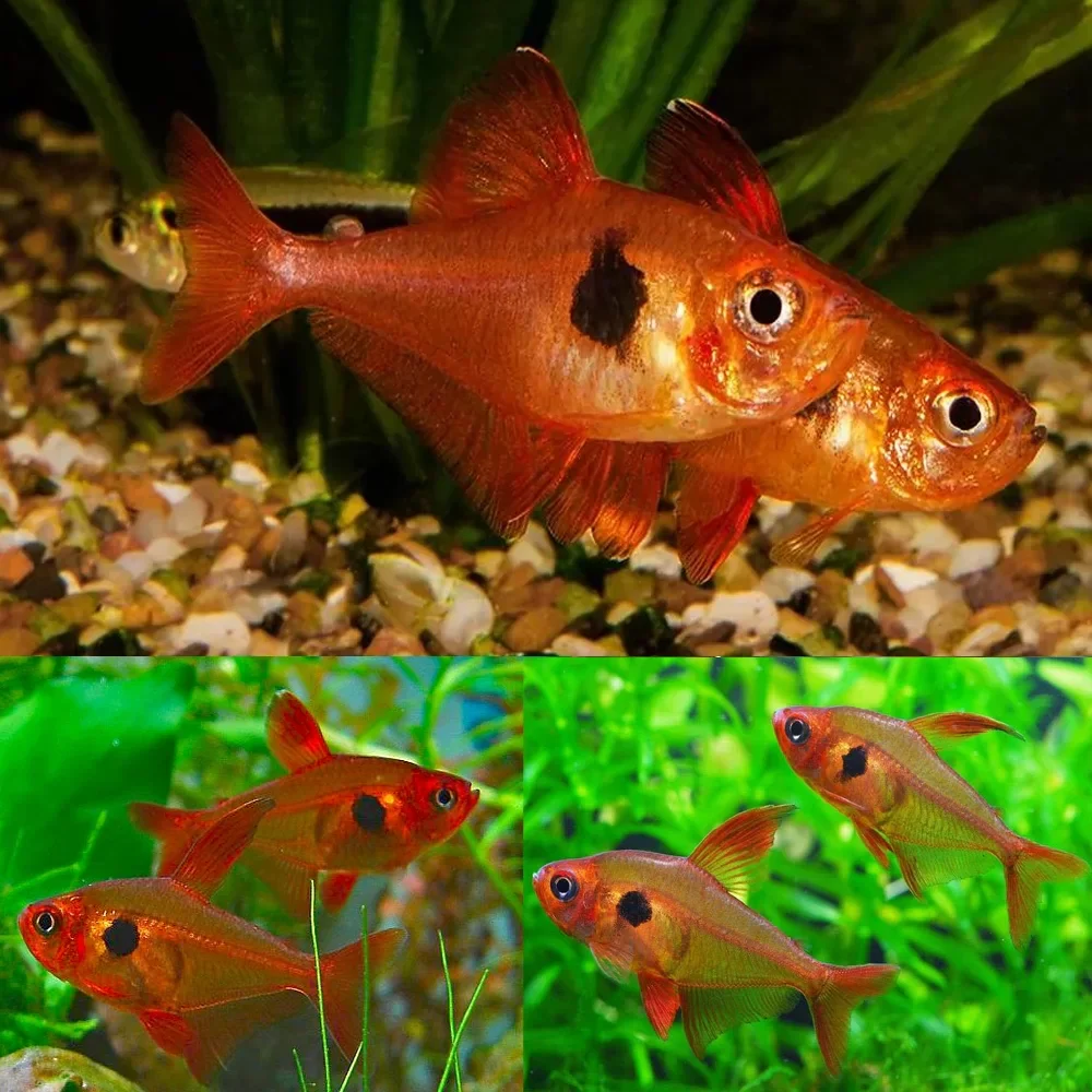 Red Phantom Tetra (ML) - Image 2