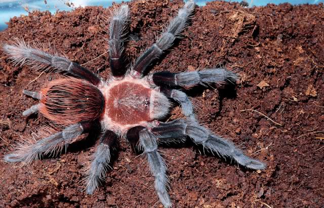 Veracruz Red-rump Tarantula (Tliltocatl ex. Brachypelma kahlenbergi) Small