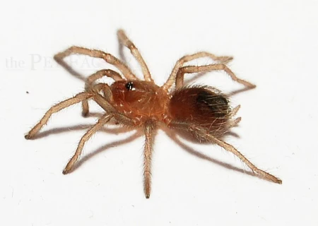 Veracruz Red-rump Tarantula (Tliltocatl ex. Brachypelma kahlenbergi) Small - Image 3