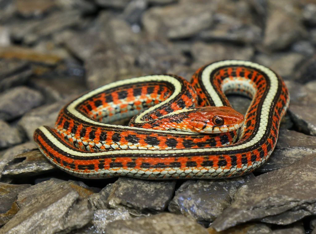 Red sided garter Snake