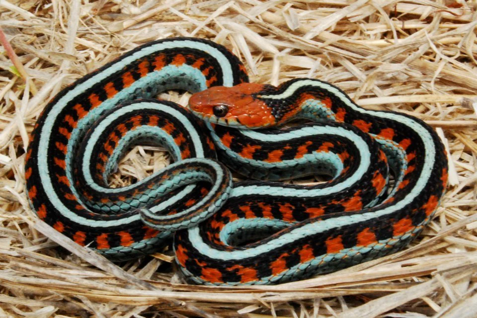 Red sided garter Snake - Image 2