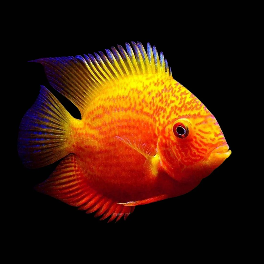 Red Spotted Severum 2-5" - Image 3