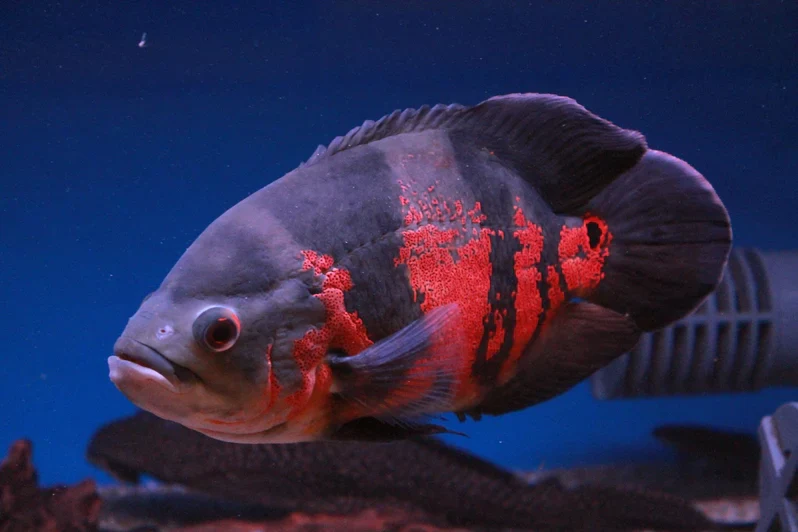 Red Tiger Oscar 2