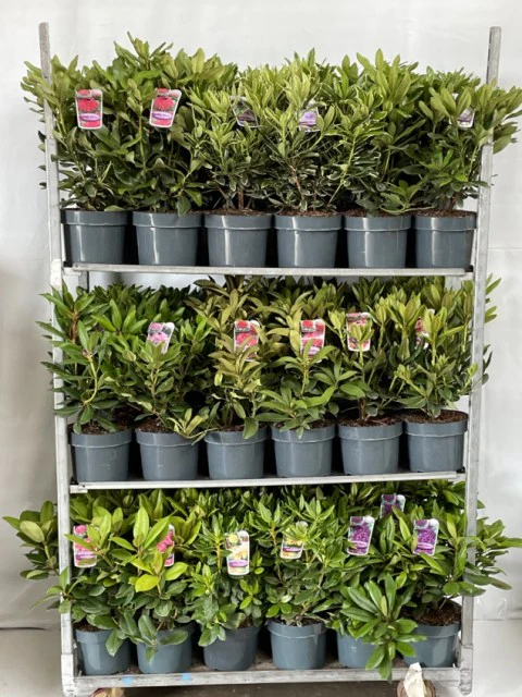 Rhododendron hybrid mix / 30-40 CM C5