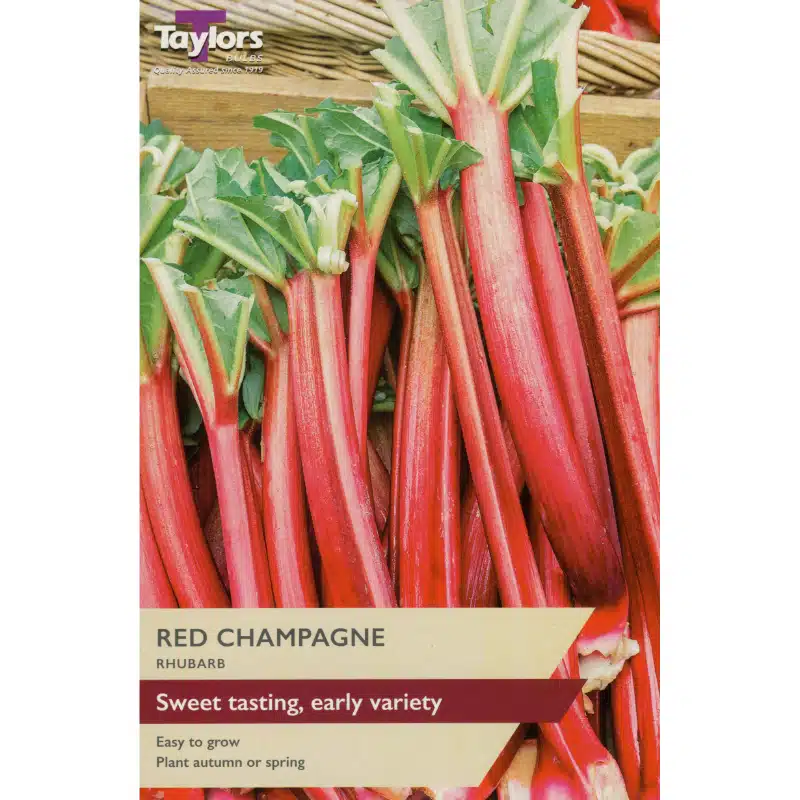 Rhubarb 'Red Champagne'